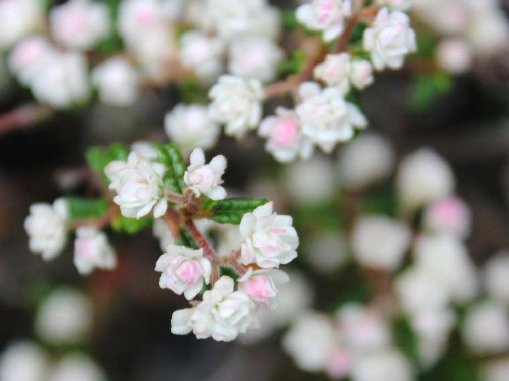 ヒレザンショウ　白色の花