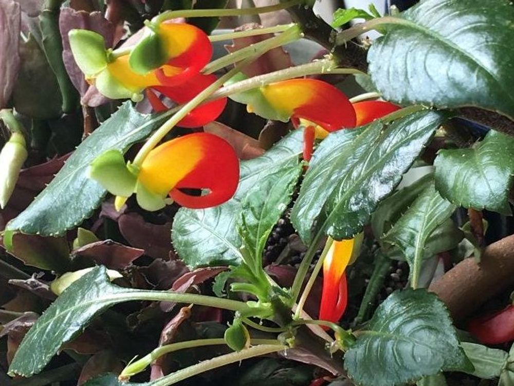 インパチェンス　株