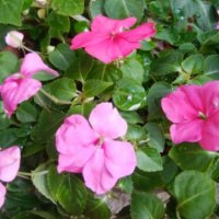 インパチェンスの育て方｜種まきの時期や植え方は？冬越しのコツは？の画像