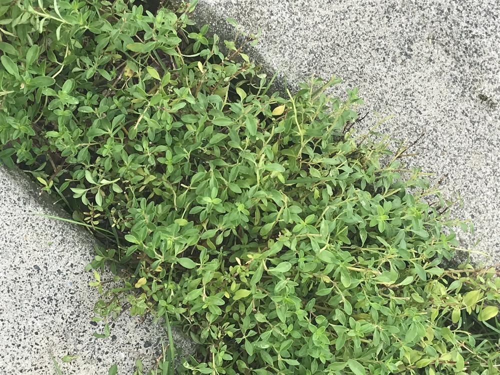 クリーピングタイム　地植え　葉