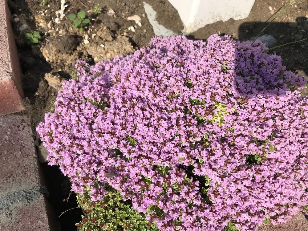 クリーピングタイム　地植え　ピンク色の花