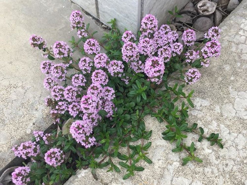 クリーピングタイム　ピンク色の花