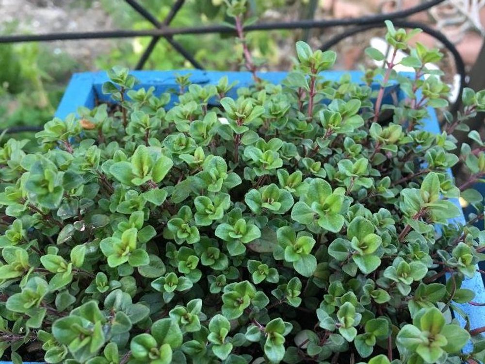 クリーピングタイム　鉢植え　葉