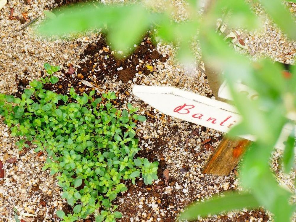 クリーピングタイム　地植え　葉