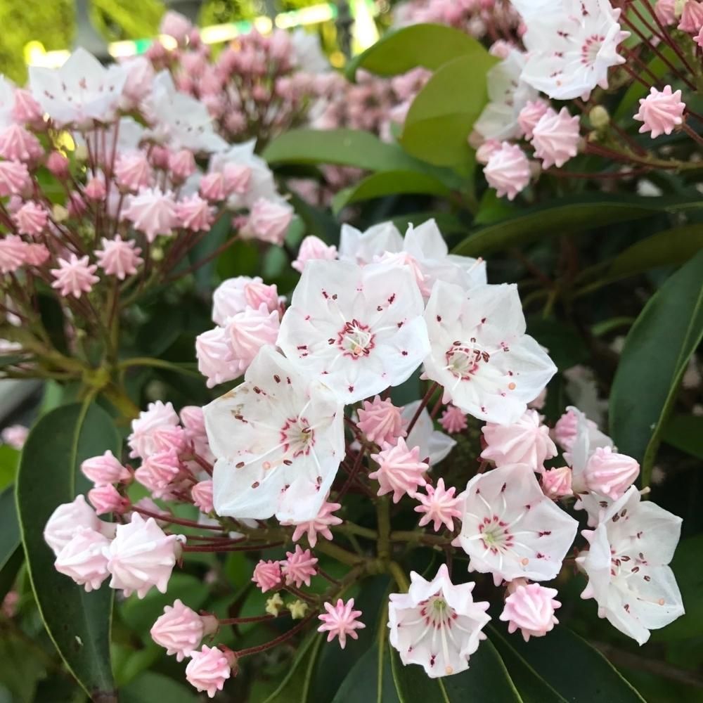 カルミアPhoto by レブンさん