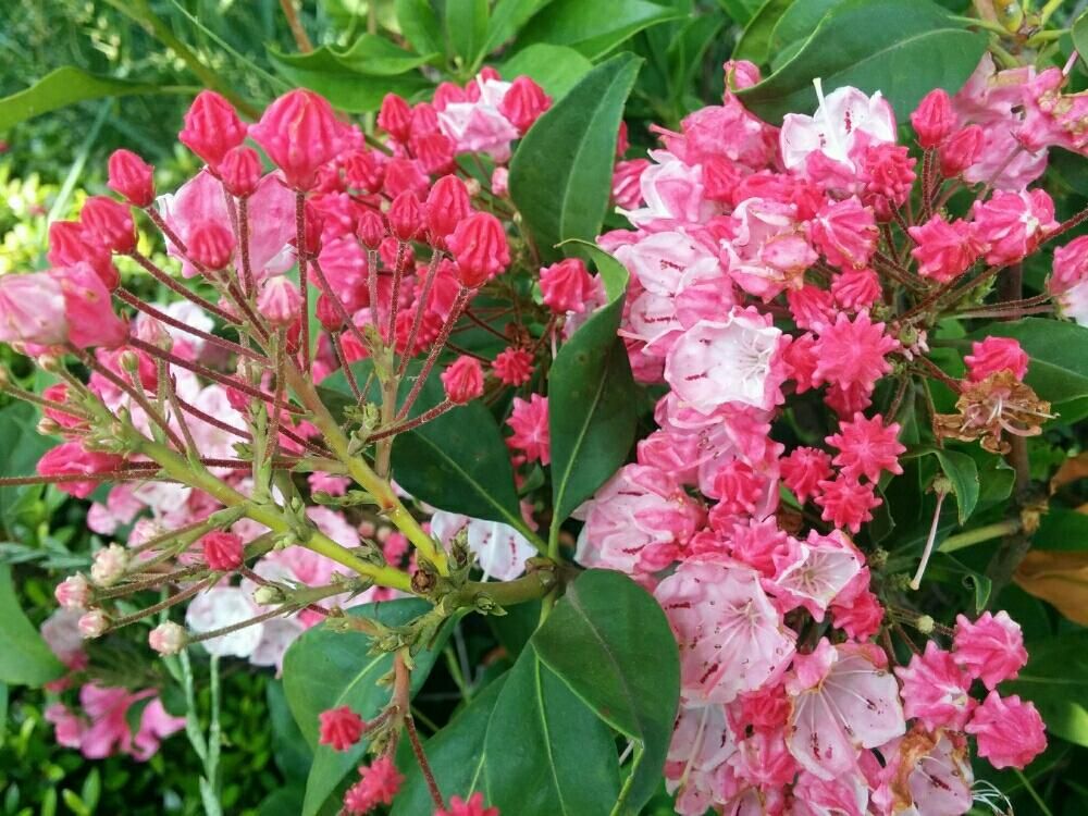 カルミアPhoto by とらりーなさん