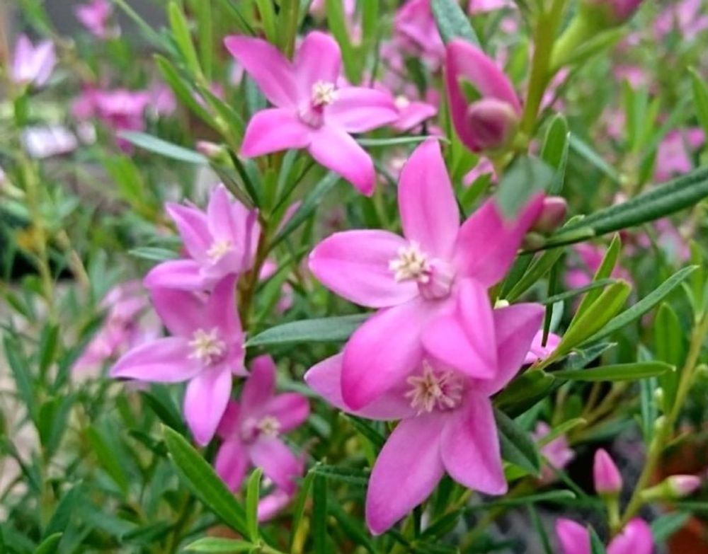 クロウエア・サリグナ、Photo by はないずも～暖暖～