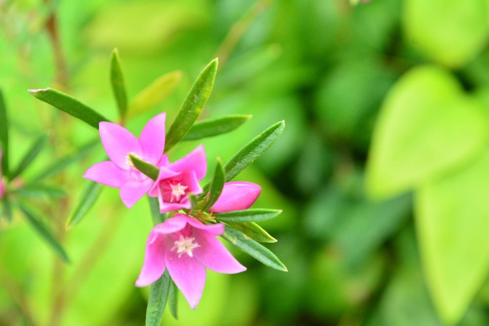 クロウエア・サリグナ、Photo by こっこ