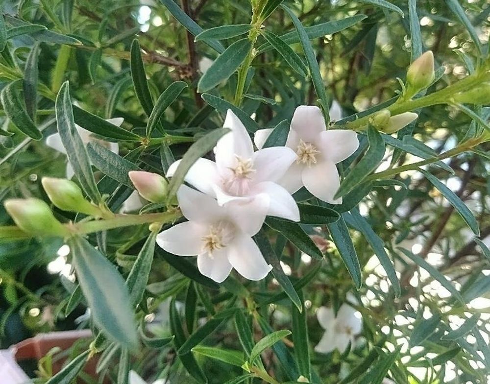 クロウェア・サグリナ、Photo by ROSE オバサン