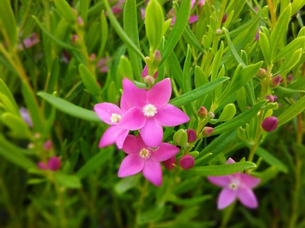 クロウエア・サリグナ、Photo by グリーン