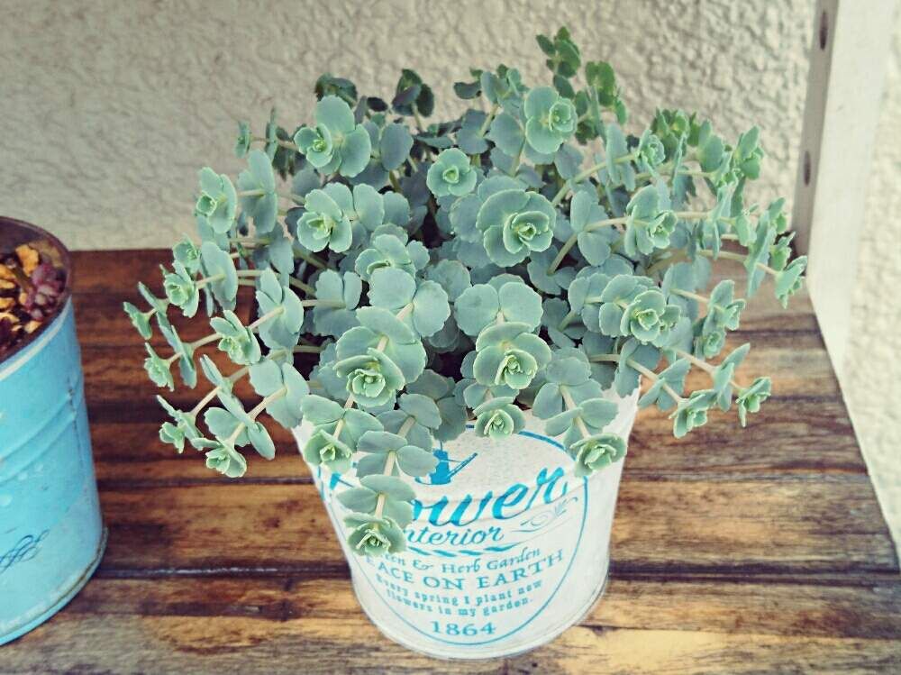 ミセバヤ　鉢植え　株