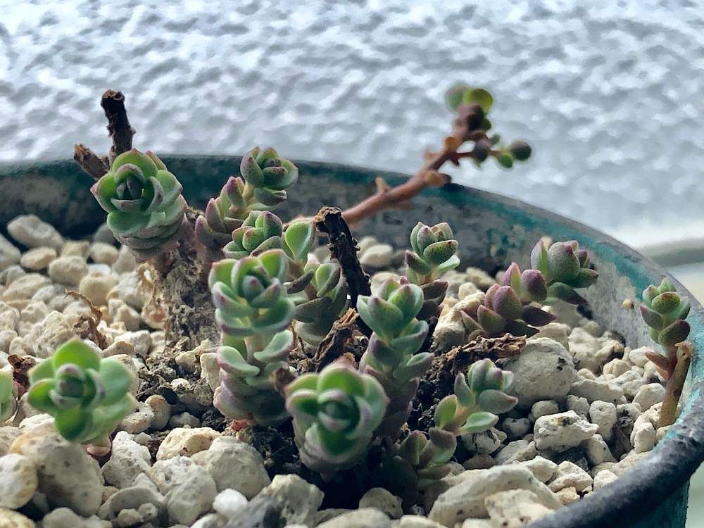 ミセバヤ　鉢植え　用土　株