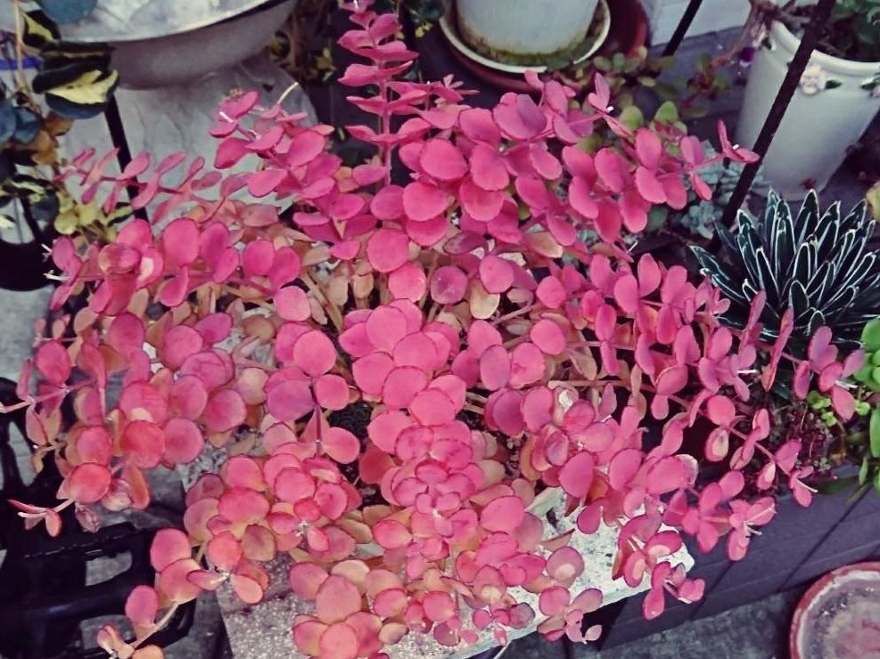 ミセバヤ　プランター　ピンク色の花