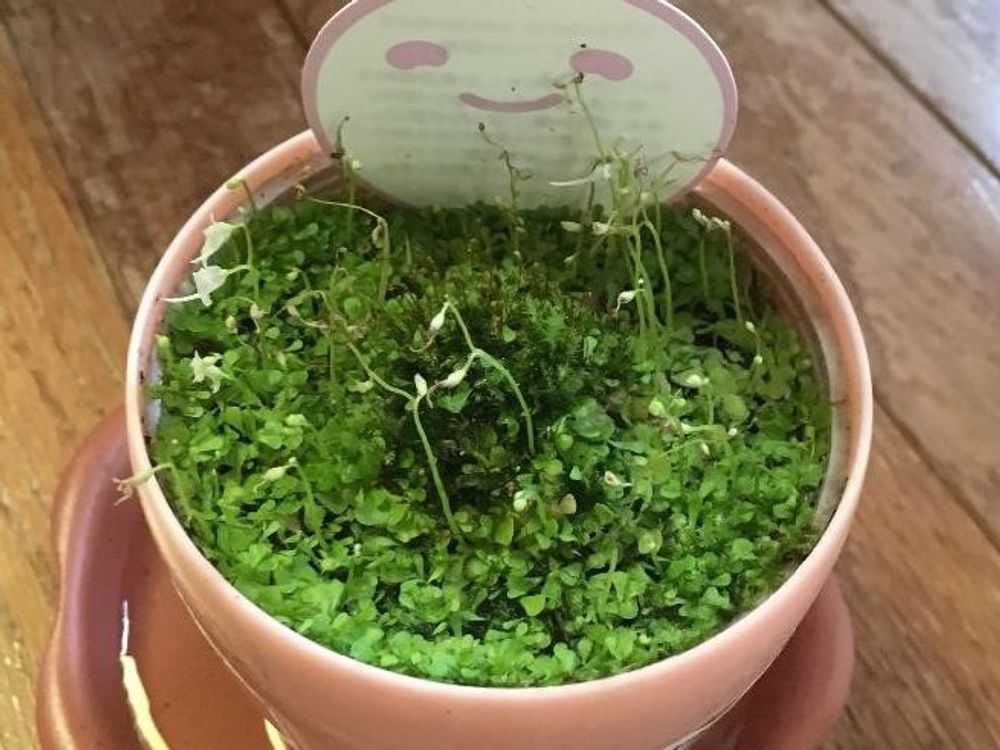 ウサギゴケ(うさぎ苔)　鉢植え