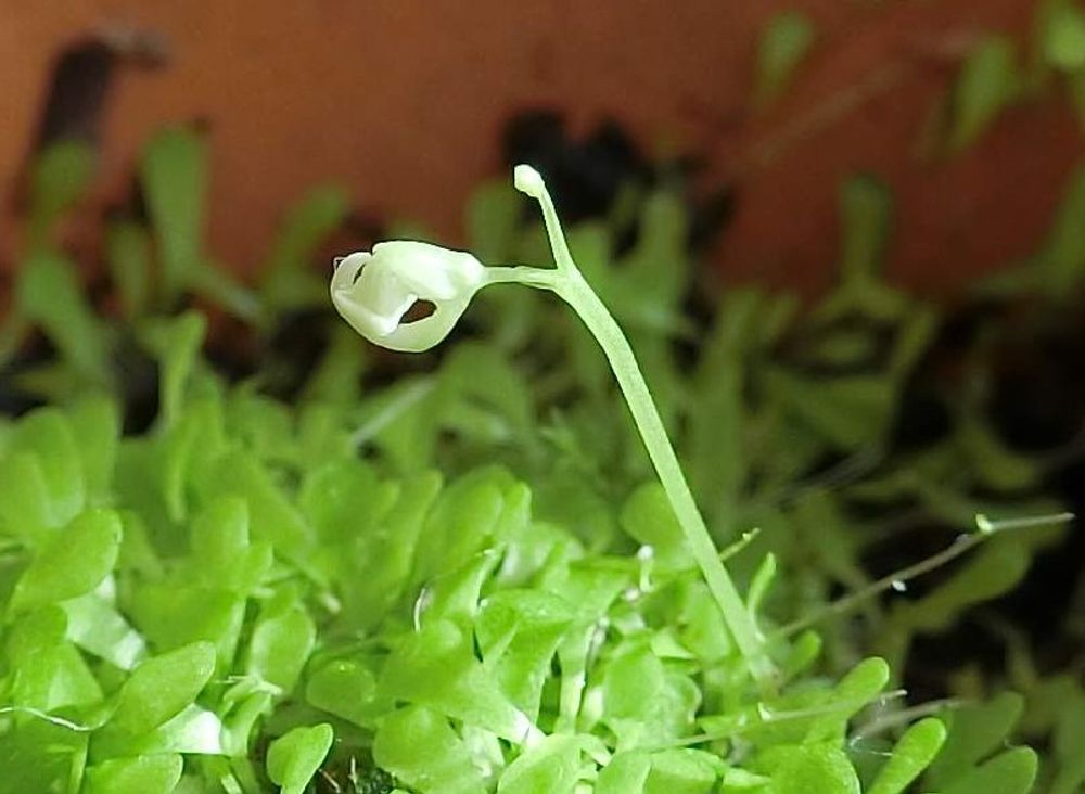 ウサギゴケ(うさぎ苔)　鉢植え　芽