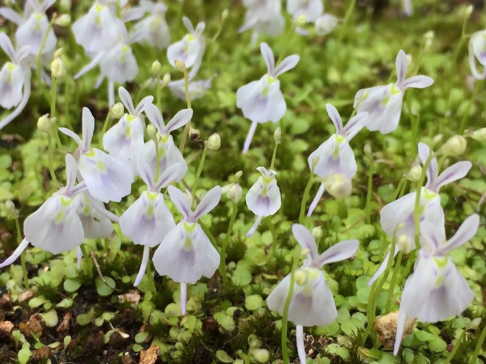 ウサギゴケ(うさぎ苔)　地植え