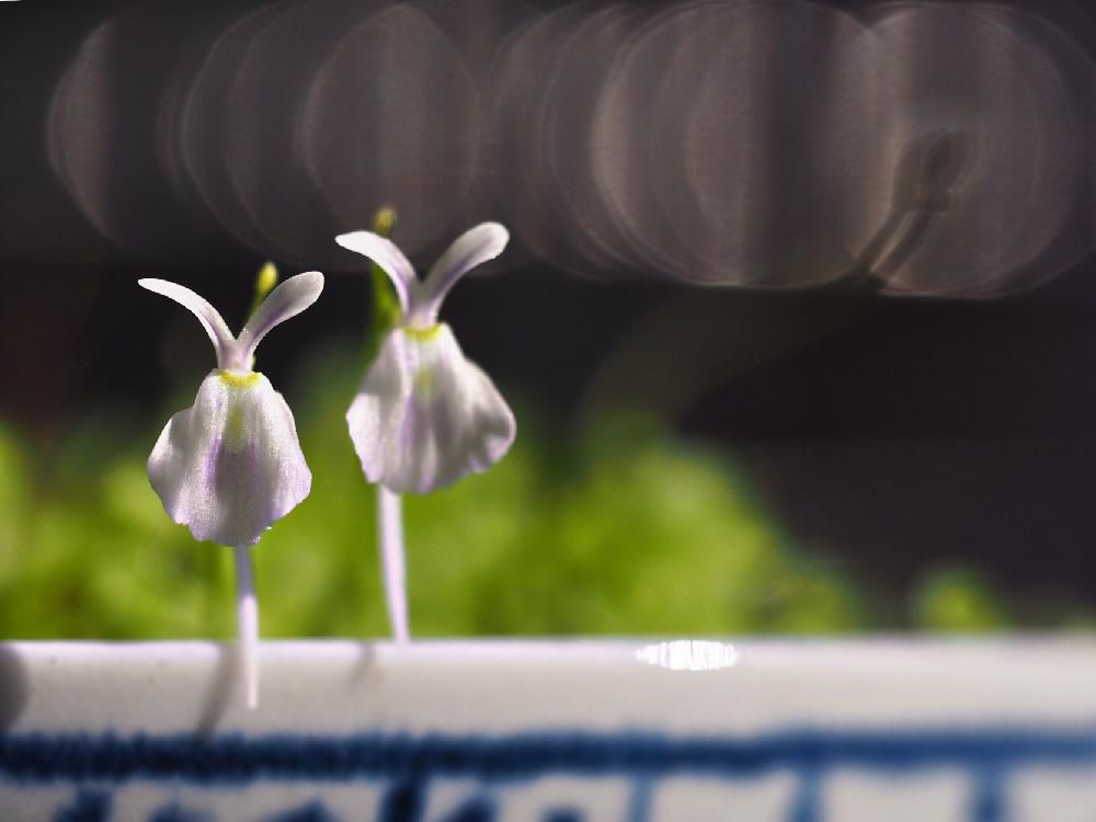 ウサギゴケ(うさぎ苔)　鉢植え　光