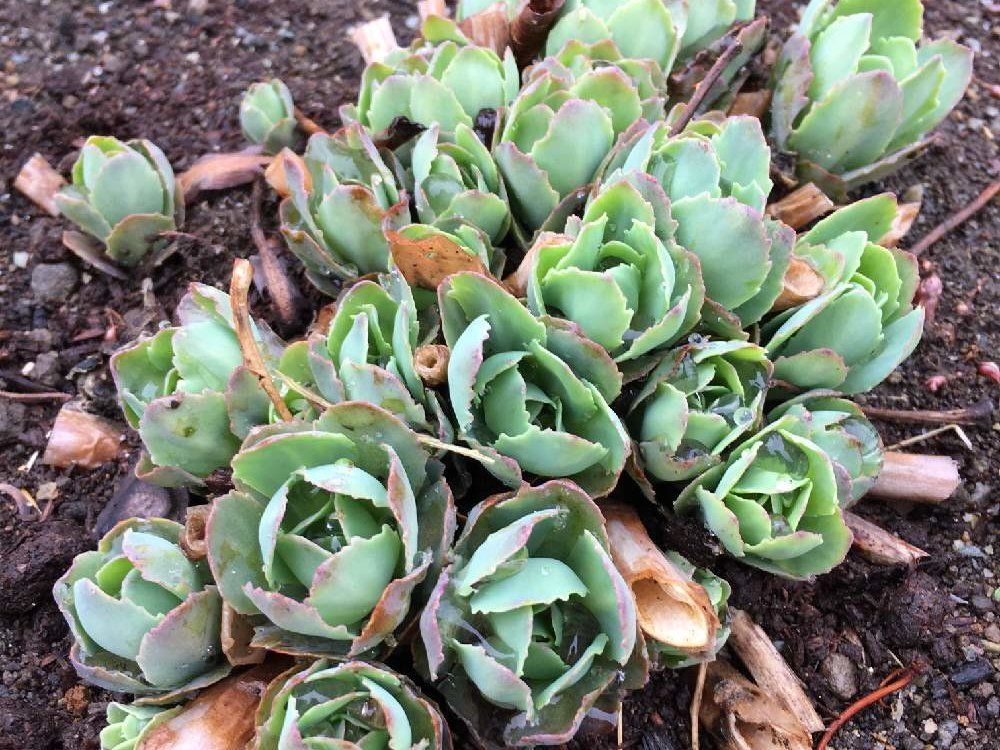 ベンケイソウ(弁慶草)　地植え　株