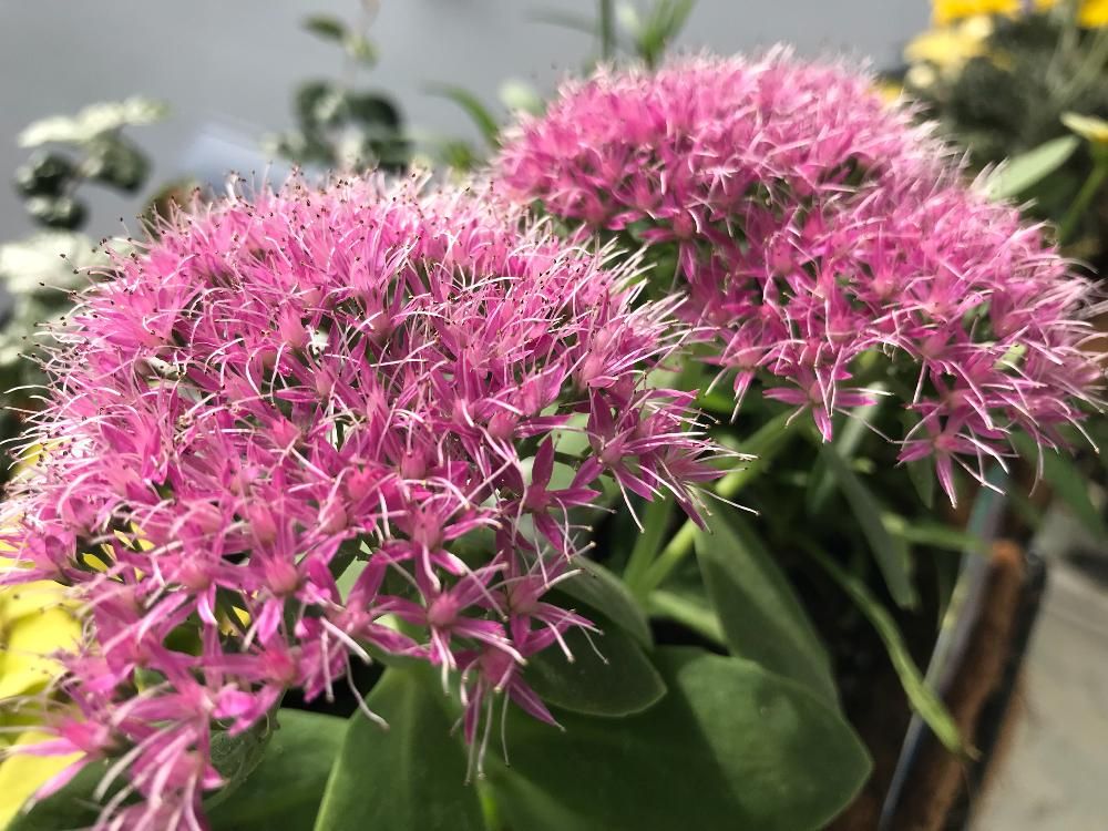 ベンケイソウ(弁慶草)　ピンク色の花