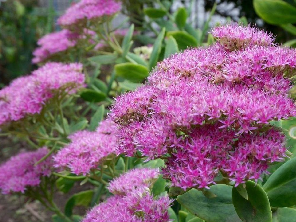 ベンケイソウ(弁慶草)　ピンク色の花