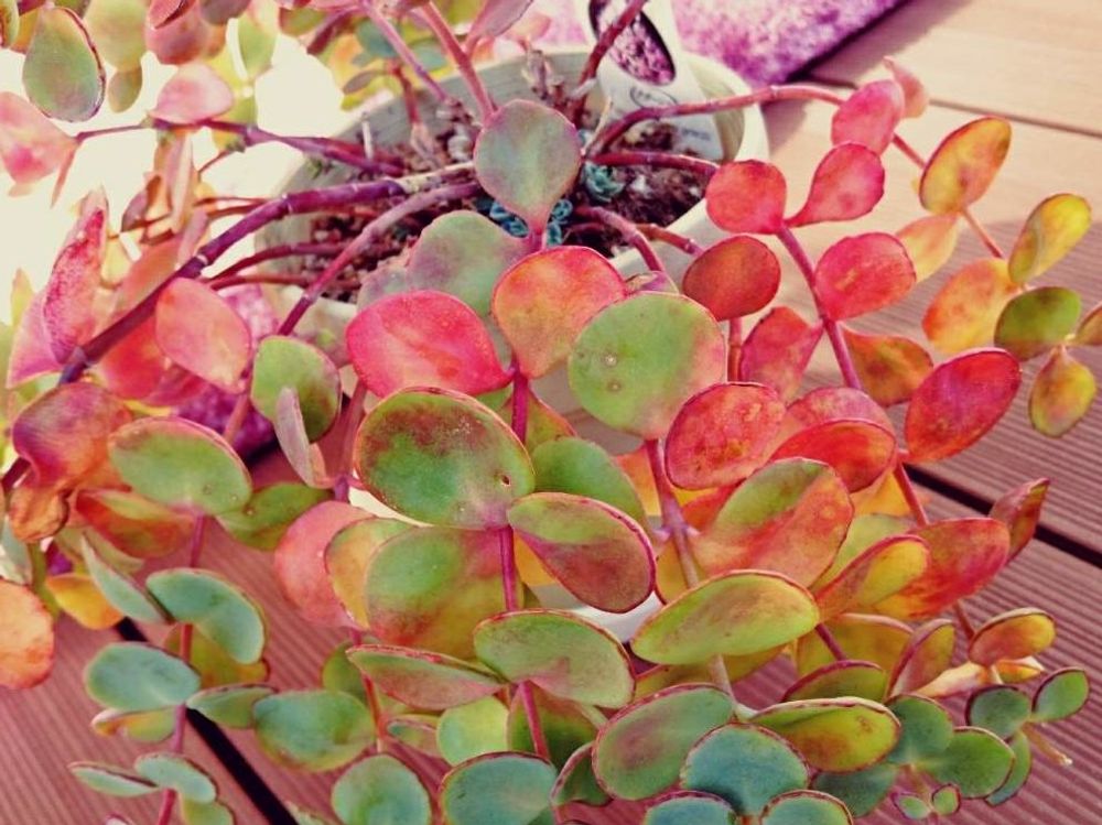 ベンケイソウ(弁慶草)　紅葉