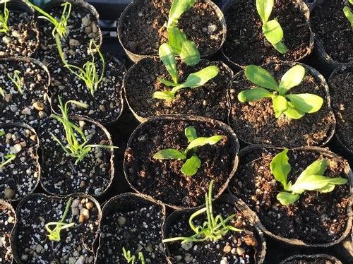 ルリタマアザミの育て方｜種まきや植え付け、植え替えの時期と方法は 