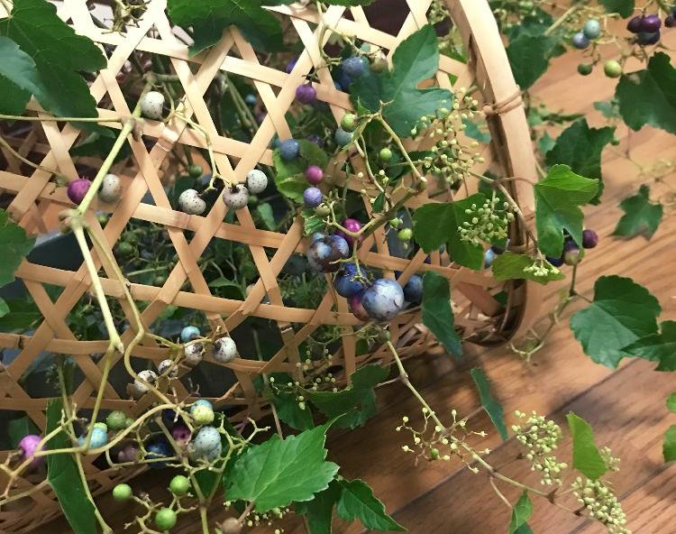 ノブドウ 野葡萄 の育て方 植え付け時期や植え方は Greensnap グリーンスナップ