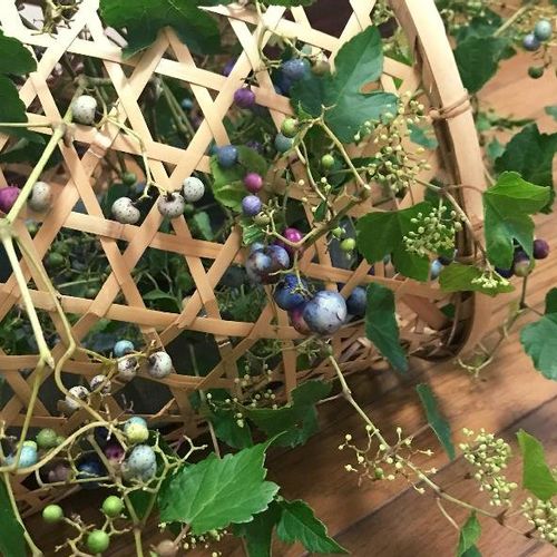 ノブドウ 野葡萄 の育て方 植え付け時期や植え方は Greensnap グリーンスナップ
