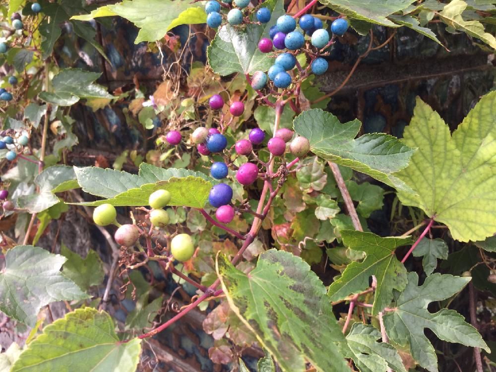 ノブドウ(野葡萄)　カラフルな実