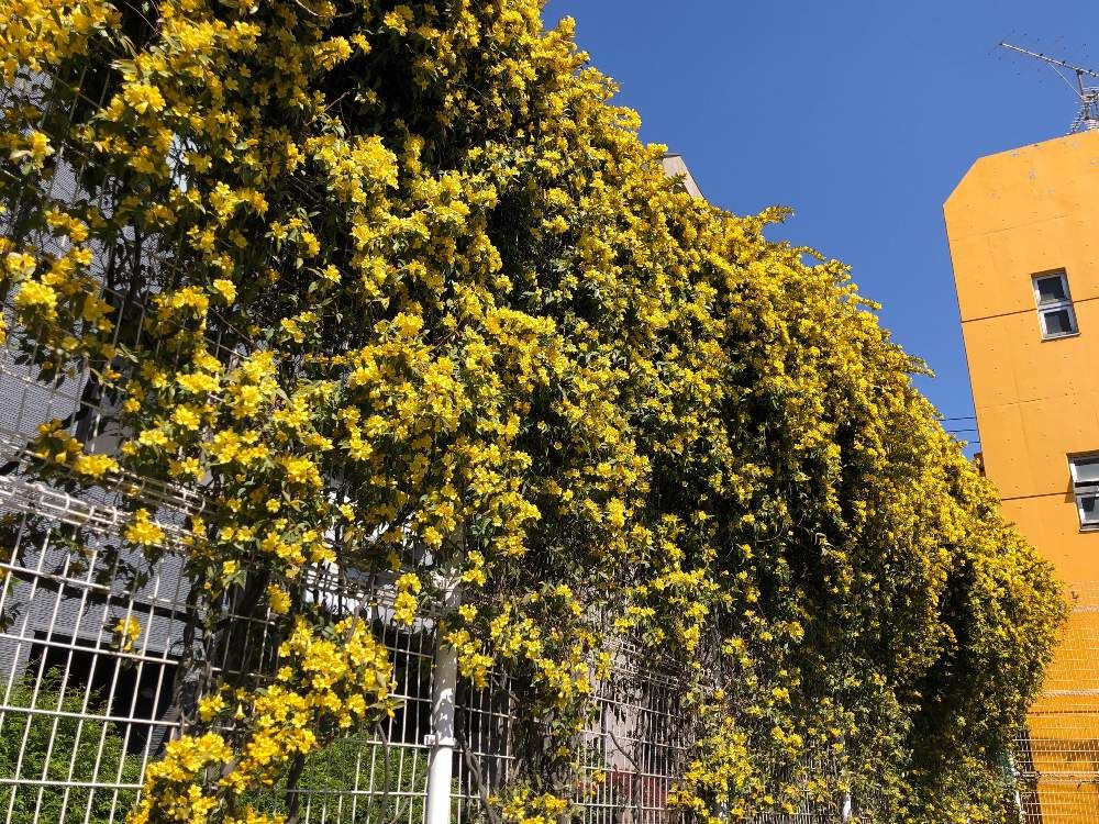 カロライナジャスミン　黄色い花