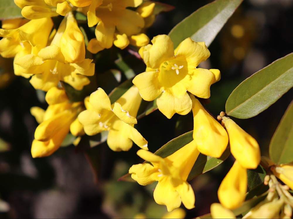 カロライナジャスミン　黄色い花