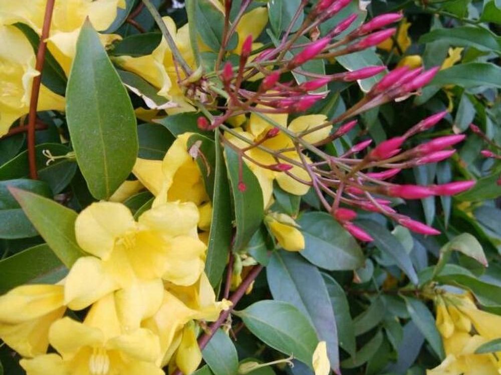 カロライナジャスミン　黄色い花