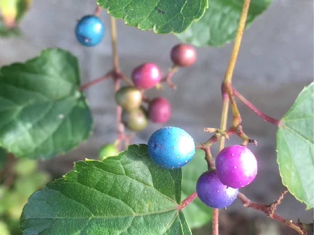 ノブドウ(野葡萄)　水色の実、紫色の実