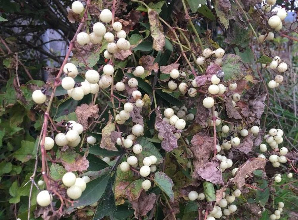 ノブドウ(野葡萄)　白い実