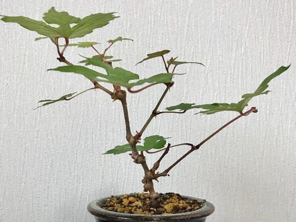 ノブドウ(野葡萄)　鉢植え　葉茎