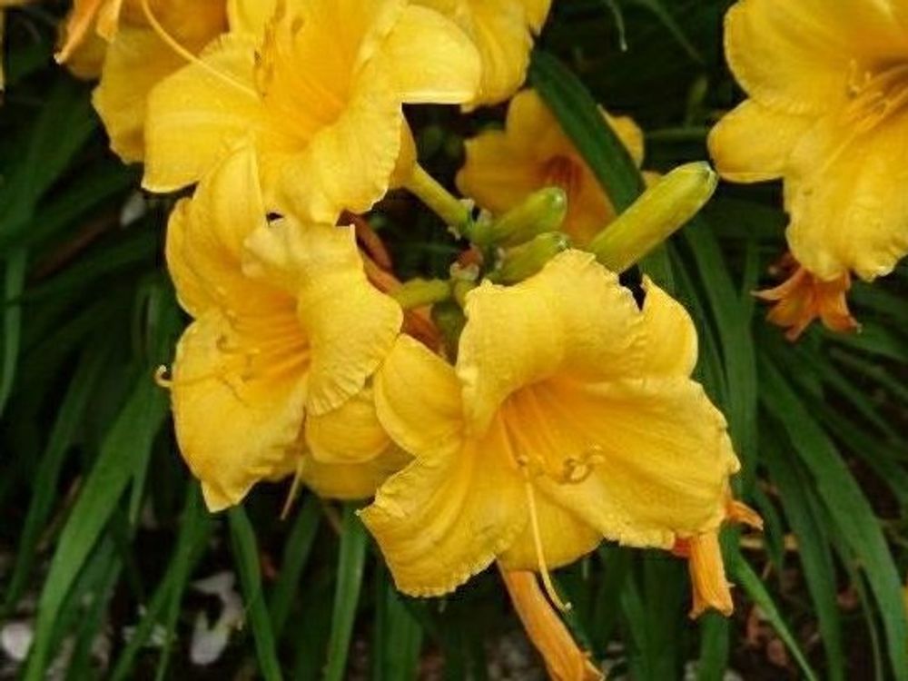 ヘメロカリス　黄色い花