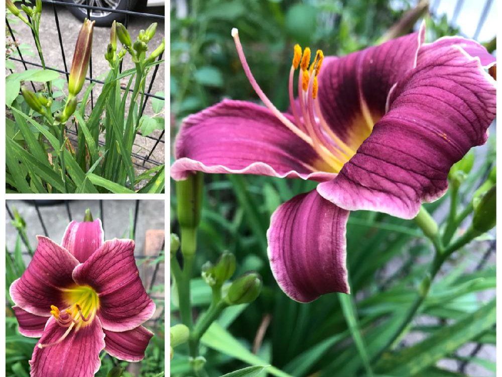 ヘメロカリス　紅色の花