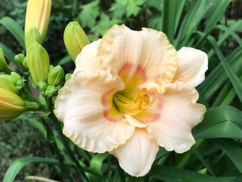 ヘメロカリス　白い花