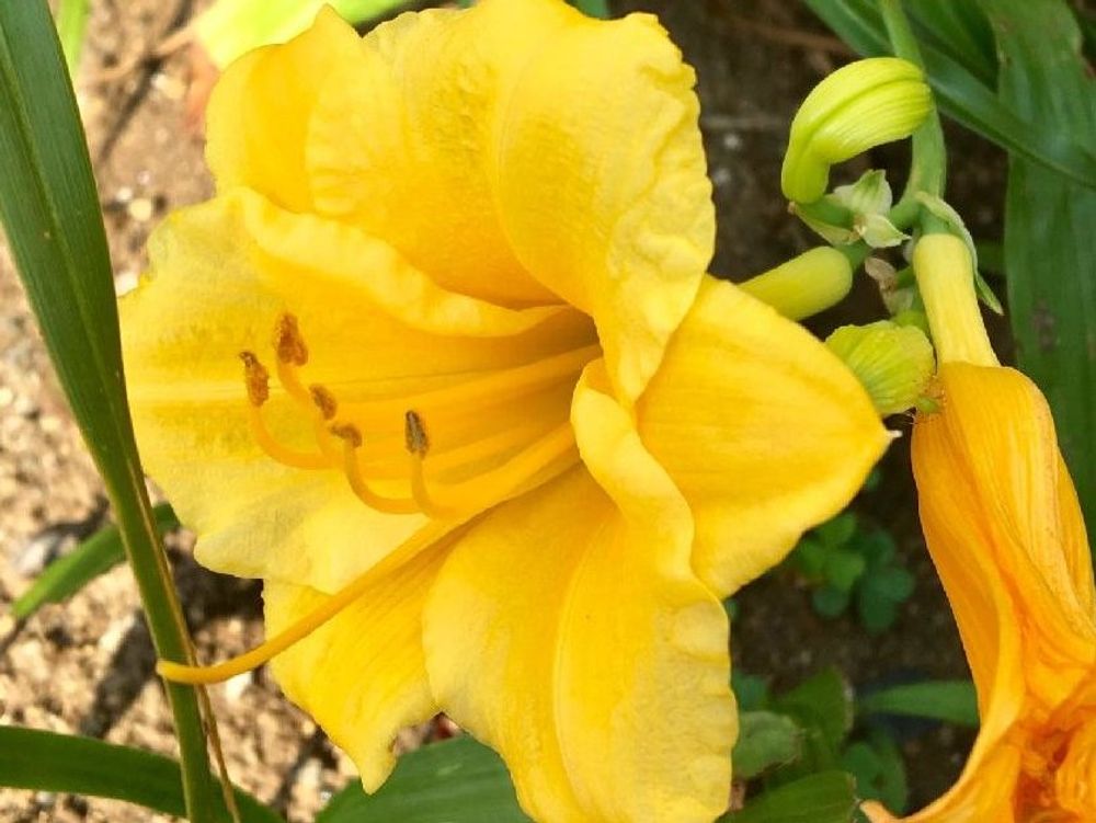 ヘメロカリス　黄色い花