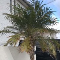 フェニックス・ロベレニーの育て方｜置き場所や植え替えの時期は