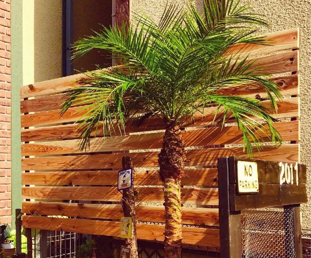 フェニックス・ロベレニー Photo by   ワイキキビーチ