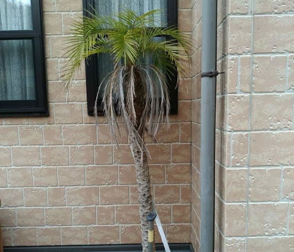 フェニックス・ロベレニー Photo by   338