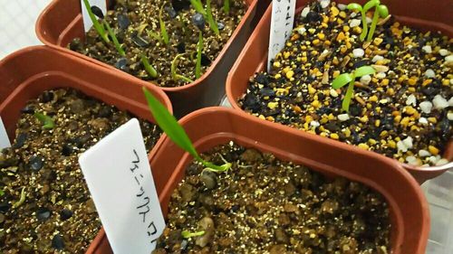 フェニックス ロベレニーの育て方 置き場所や植え替えの時期は Greensnap グリーンスナップ