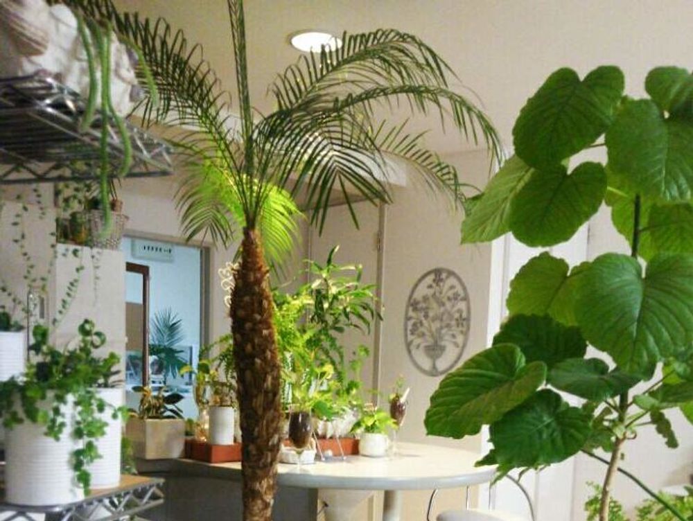 フェニックス・ロベレニー Photo by ♥葉っぱ空間♥gallery編み魔女＊  