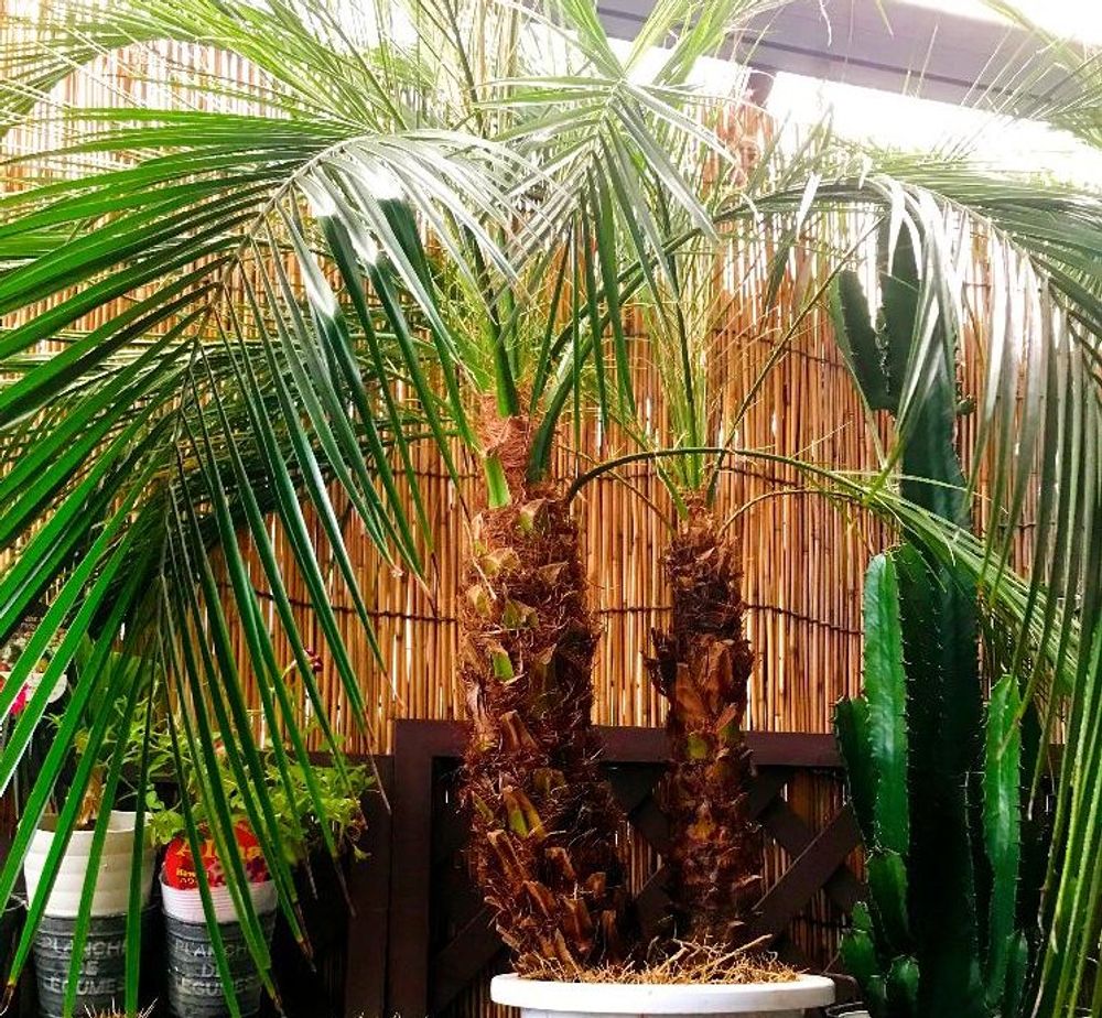 フェニックス・ロベレニー Photo by ワイキキビーチ 