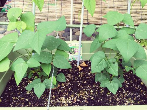 四角豆の育て方 種まきや苗の植え付け時期は プランター栽培もok Greensnap グリーンスナップ