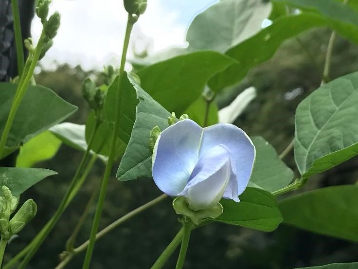 四角豆　青色の花