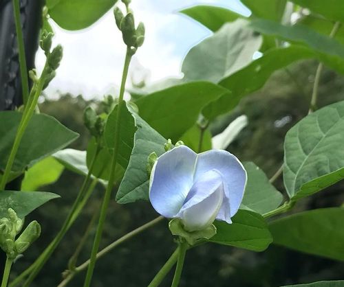 四角豆の育て方 種まきや苗の植え付け時期は プランター栽培もok Greensnap グリーンスナップ