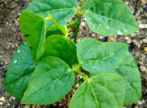 四角豆の育て方 種まきや苗の植え付け時期は プランター栽培もok Greensnap グリーンスナップ