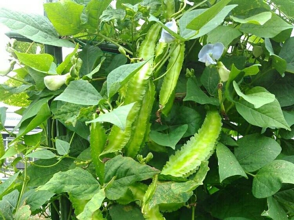 四角豆　生い茂る葉